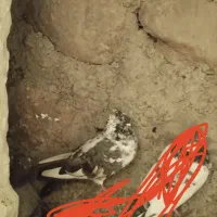 طوقی های اویناق و ساعتی معاوضه با دوبر