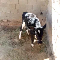 حیوانات|حیوانات مزرعه|سیب و سوران, |دیوار