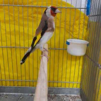 سهره جفتی قناری