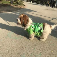 سگ شیتزو تریر ۱سال و ۲ ماهه