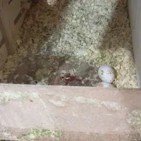 عروس هلندی مولد