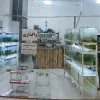 میز دخل پاچال و...با طبقه و یاویترین