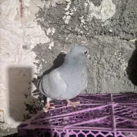 کبوتر|پرنده|میانه, |دیوار