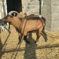 یک عدد کل دو عدد ماده