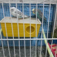 یک جفت مرغ عشق