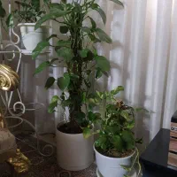 تعدادی گل و گیاه بزرگ به همراه گلدان