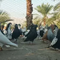 بهبهانی و شهری نرو ماده|پرنده|شیراز, بازار|دیوار