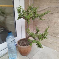 بنسای خرفه جید|گل و گیاه طبیعی|تهران, نیلوفر|دیوار