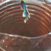 ماهی فایتر|ماهی|سنندج, |دیوار