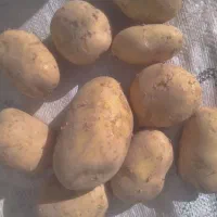 سیب زمینی اورگانیک