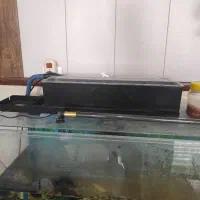 آکواریم و ماهی کوی