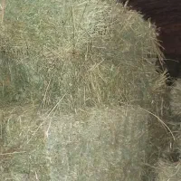 سلام پرس شبدر و یونجه|خدمات باغبانی و درختکاری|بروجرد, |دیوار