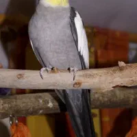 تورو قرآن پیدا کردید خبر بدید