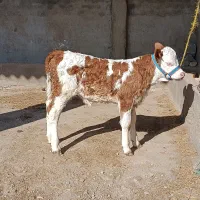 گوساله ماده سیمینتال شرابی جنس اصیل|حیوانات مزرعه|گنبد کاووس, |دیوار