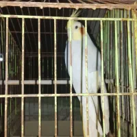 یک‌عدد‌عروس‌هلندی‌750تومان