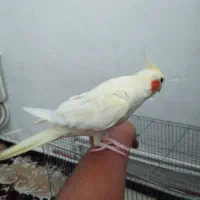 ،عروس هلندی نر سالم ، سخنگو بایک کیلو دانه|پرنده|کرمانشاه, |دیوار