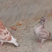 کفتر جوجه سرور