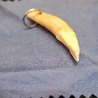 دندان گر..گ اصل  دندان نیش گر..گ اصل