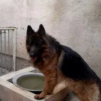 ژرمن شپرد شولاین موبلند (نر جهت ک.ش.ش)