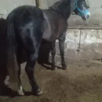 فروش اسب نریان 4سال