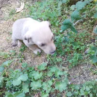 واگذاری توله سگ