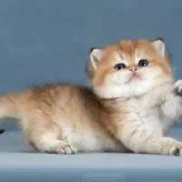 مجموعه گربه های اصیل ( پرشین / بریتیش / اسکاتیش )