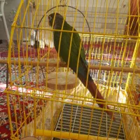 طوطی گرینچیک فول دستی|پرنده|مشهد, انقلاب|دیوار