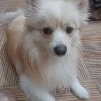 سگ پاور خرسی