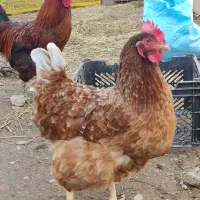 مرغ تخم گذار