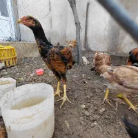 مرغ وخروس لاری