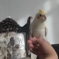 جوجه عروس هلندی نژاد لوتینو|پرنده|گرمسار, |دیوار