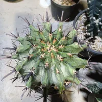 کاکتوس|گل و گیاه طبیعی|شاهین‌شهر, طالقانی|دیوار