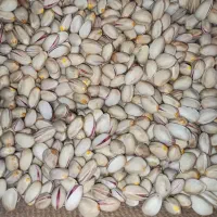 پسته دستچین ارگانیک واعلا بی واسطه|خوردنی و آشامیدنی|درگز, |دیوار