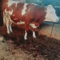 گاو|حیوانات مزرعه|بکتاش, |دیوار