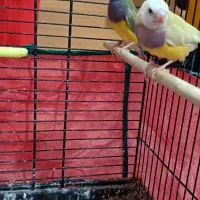 فنچ گلدین|پرنده|تهران, فدک|دیوار