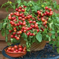 آب گوجه گیری آبگیری گوجه آب گوجه آب انگور