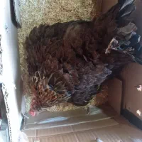 مرغ کرچ محلی اصل