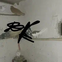 کفتر.کبوتر|پرنده|ساروق, |دیوار