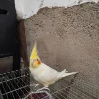 عروس هلندی