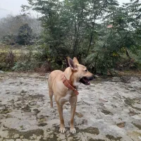 سگ مالینیوز بلژیکی ماده ۹ماه|سگ|رحیمآباد, |دیوار