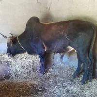 گودر نر ورزا تالشی