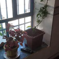 چند عدد گل|گل و گیاه طبیعی|جوانرود, |دیوار