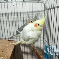 یک جفت عروس هلندی