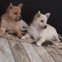 دوعدد توله سگ نر  پاکوتا