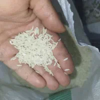 برنج طارم هاشمی (شمالی)