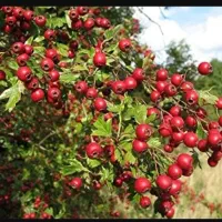 زالزالک  خوشمزه