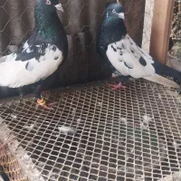 کبوتر سینه ای و پاک سفید