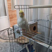 عروس هلندی ماده ۹ ماهشه