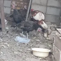 فروش مرغ بوقلمون نرماده