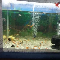 آکواریوم و کوپی